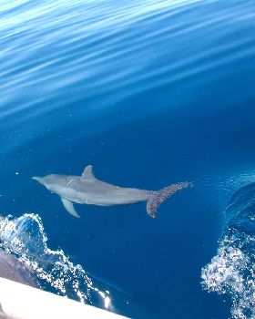 the great wonders of the ocean