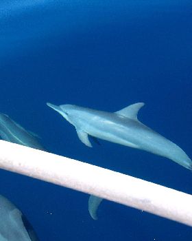 the great wonders of the ocean