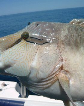 Scruffy outfishes Legaless again at Batt reef