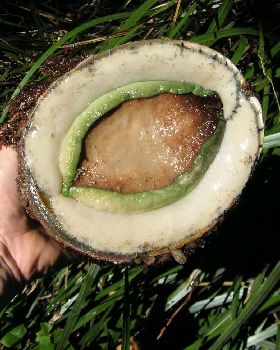 Greenlip - 16 cm