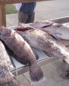 Fishing