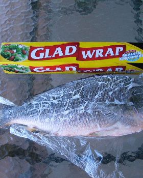 43cm bream
