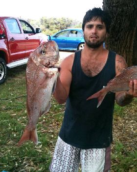 snapper