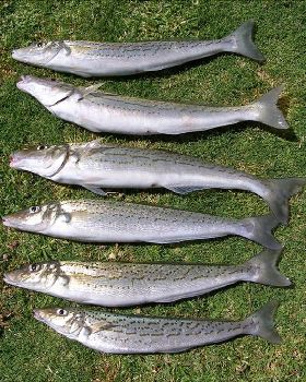 king george whiting