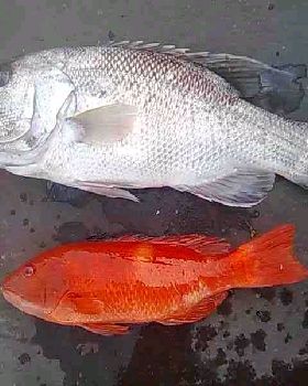Fishing