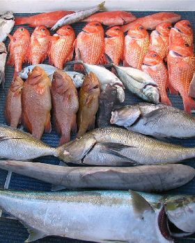 another two great days great catch