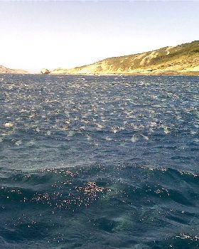 now thats a school of salmon