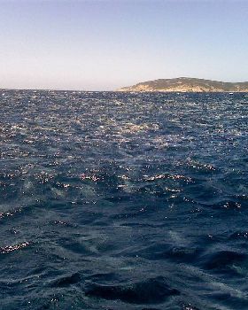 now thats a school of salmon