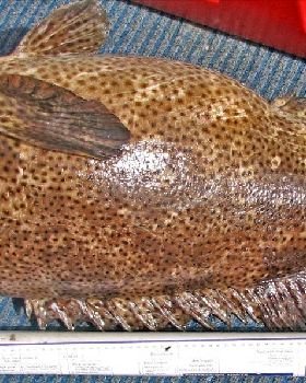 malabar cropped 2