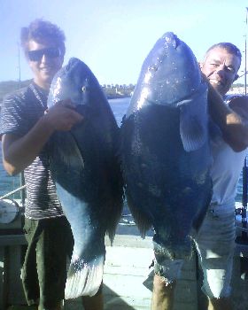 rod grouper