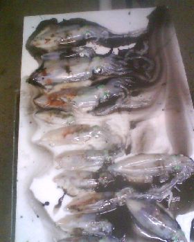 squid chopper