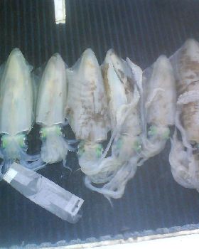 squid transom