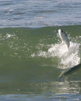 salmon chases mullet