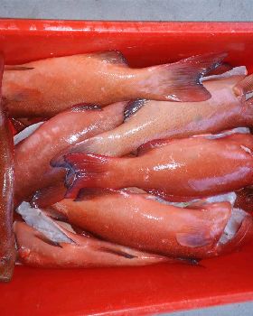 some trout