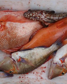 some trout