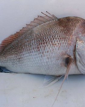 10-06-7 shark bay 276