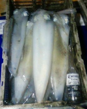 squid long