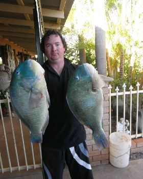 blurter bluebone bash karratha