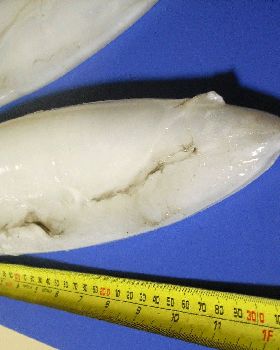Cracker of a squid 7/7/10