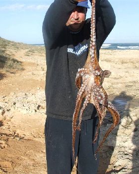 Head on it size of a coke can , caught on whiting hook and a 5c piece of rump stake.Thru it back