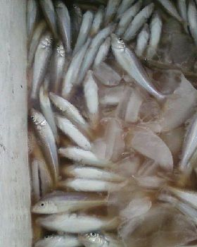 Whiting