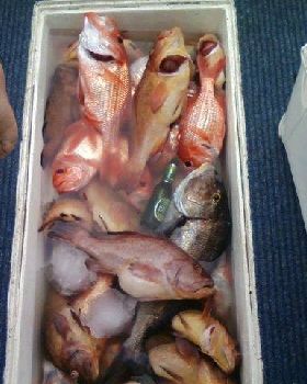 days catch