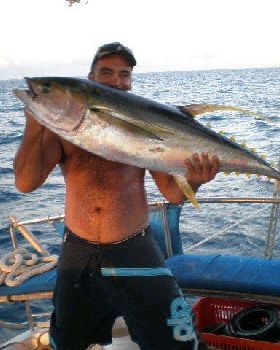30kg yellow fin