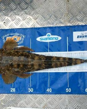 Stew Flatty 66cm Mat 2 (Small)