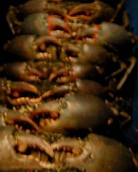 keppel ck. mudcrabs
