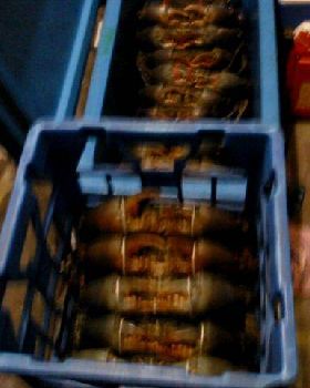 keppel ck. mudcrabs