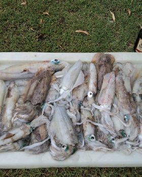 nice squid