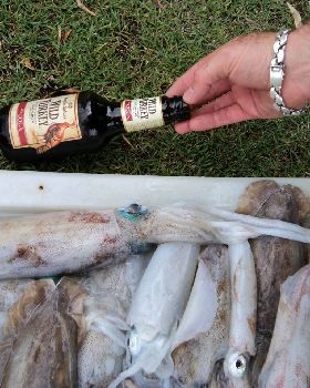nice squid