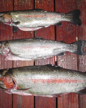 rainbow trout for dinner