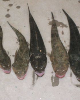 Fishing