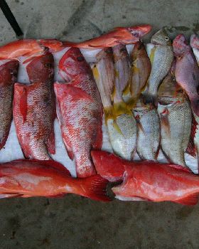 Mixed bag