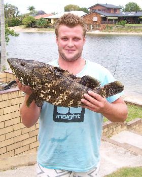 6kg cod caught a live prawn