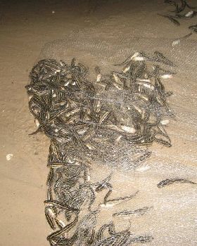 nice patch of mullet