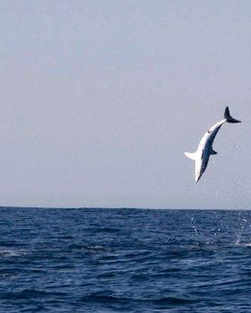MAD MAKO SHARK