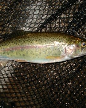 Small Trout