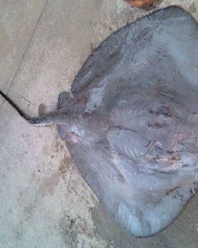 20KG OF RAW....POWER!!!