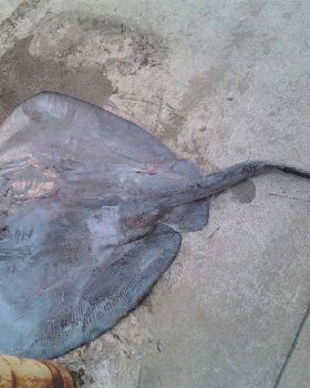 20KG OF RAW....POWER!!!
