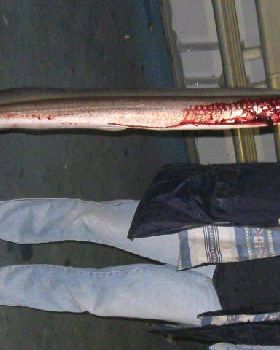 what is the official name of these eels
