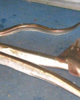 what is the official name of these eels