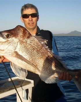 basha's 7.5kg crowdy red
