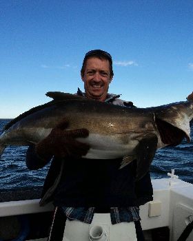 20kg+ Cobia