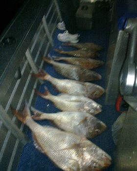 mmmmm snapper