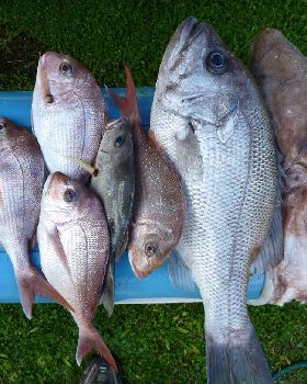 tomkattoo fishing