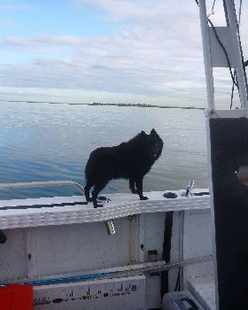 tomkattoo fishing