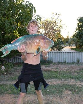 9 kg parrot fish