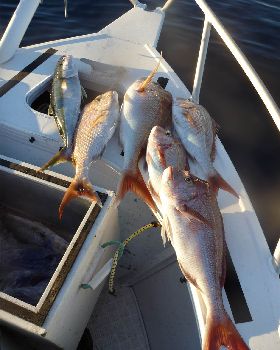 tomkattoo fishing